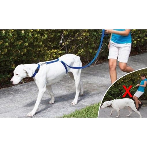 Kutya hám 2.0 - Nem szorítja kutyád nyakát, mint egy póráz!