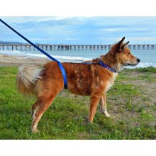 Kutya hám 2.0 - Nem szorítja kutyád nyakát, mint egy póráz!