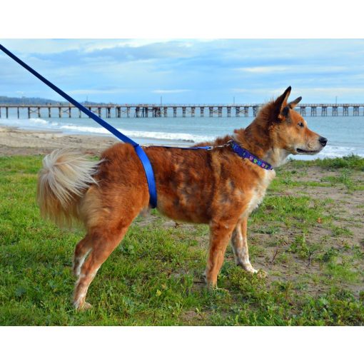 Kutya hám 2.0 - Nem szorítja kutyád nyakát, mint egy póráz!