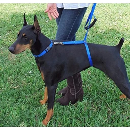 Kutya hám 2.0 - Nem szorítja kutyád nyakát, mint egy póráz!